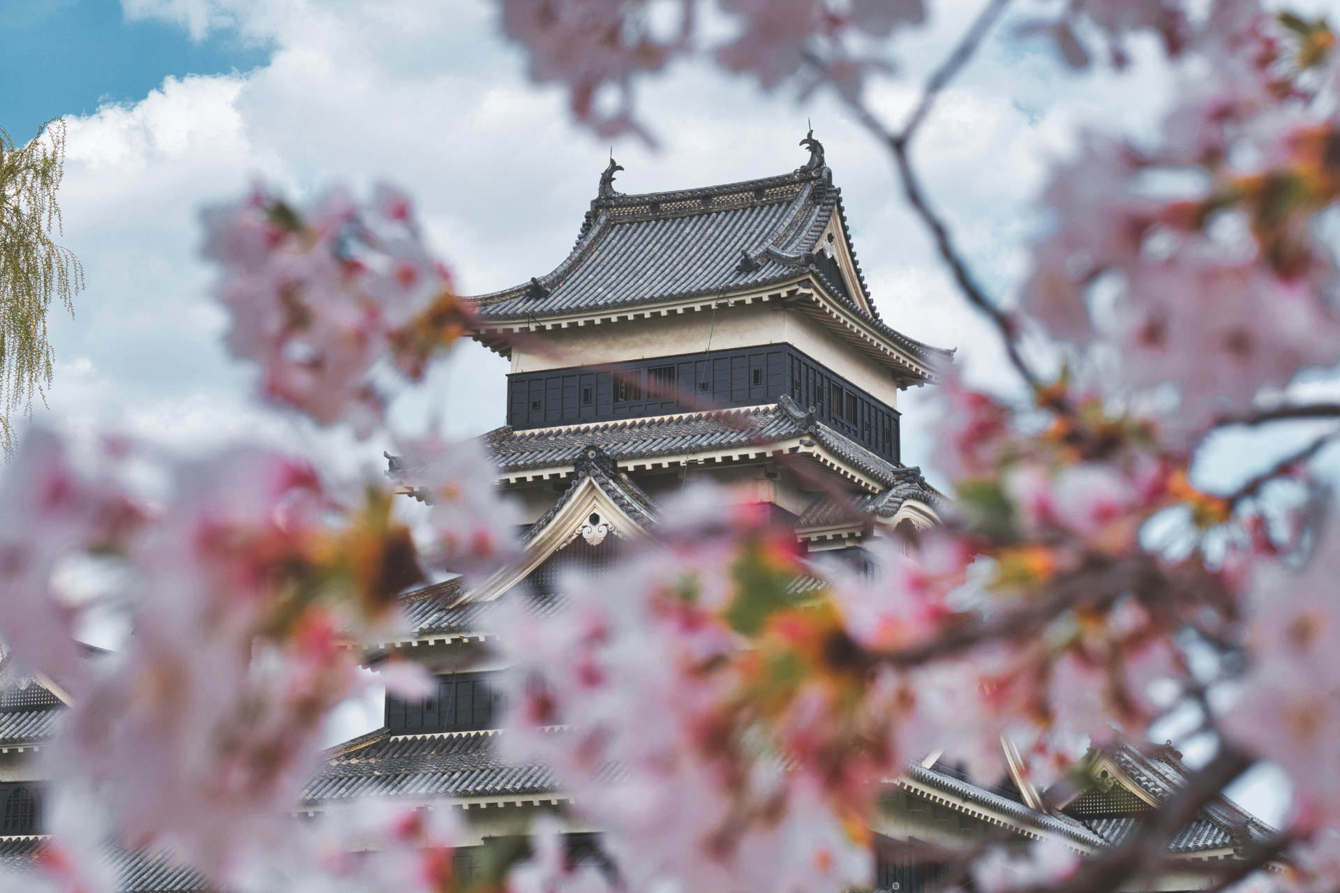 Cherry blossom, booked early, Japan · Season luxury journey planned by BlueGold Travel