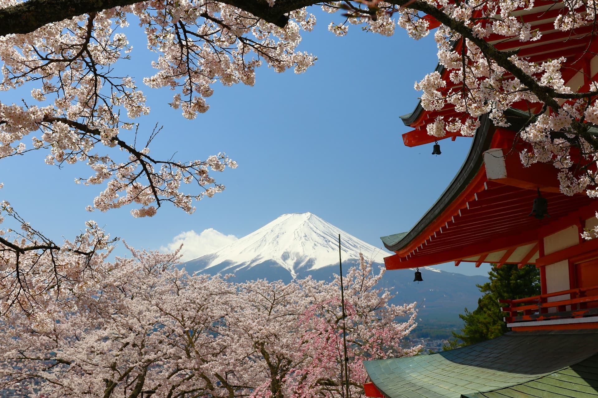 Mount Fuji's snow-covered peak rising above the vermilion Chureito Pagoda, framed by cherry blossom branches in full bloom